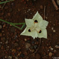 Dietes bicolor (Steud.) Sweet ex Klatt